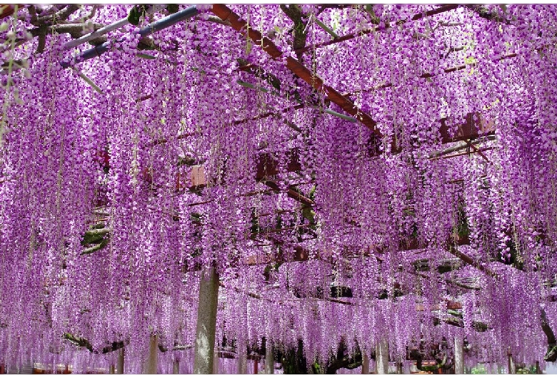 大歳神社