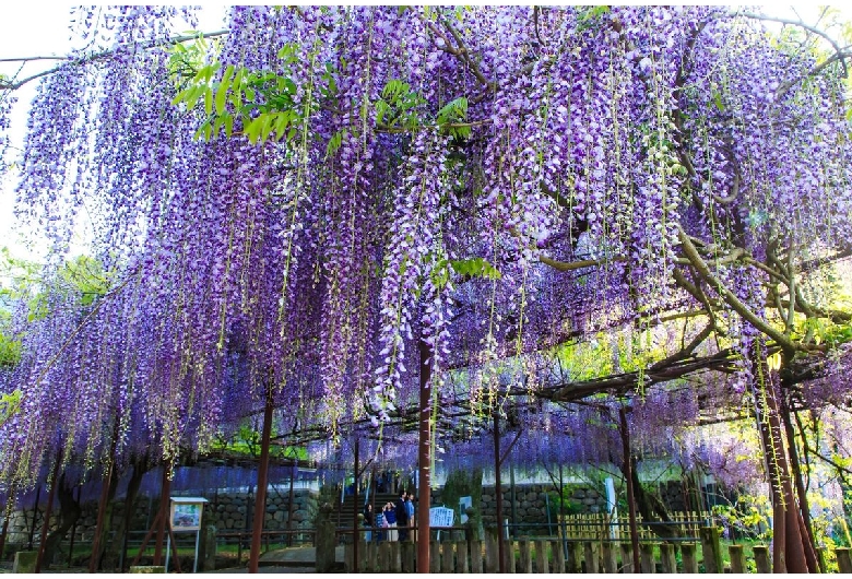 藤山神社