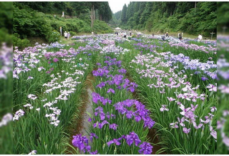 県民公園頼成の森