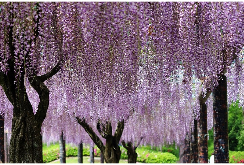 蓮華寺池公園