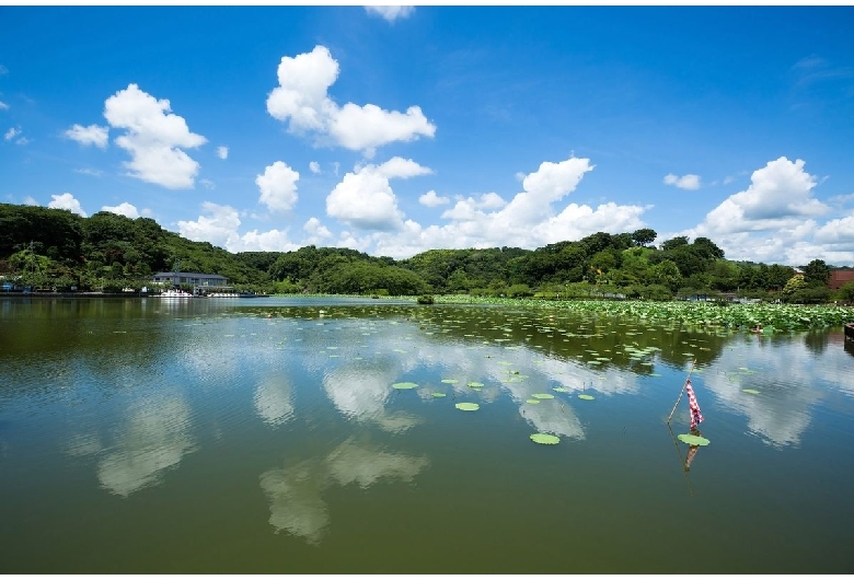 蓮華寺池公園