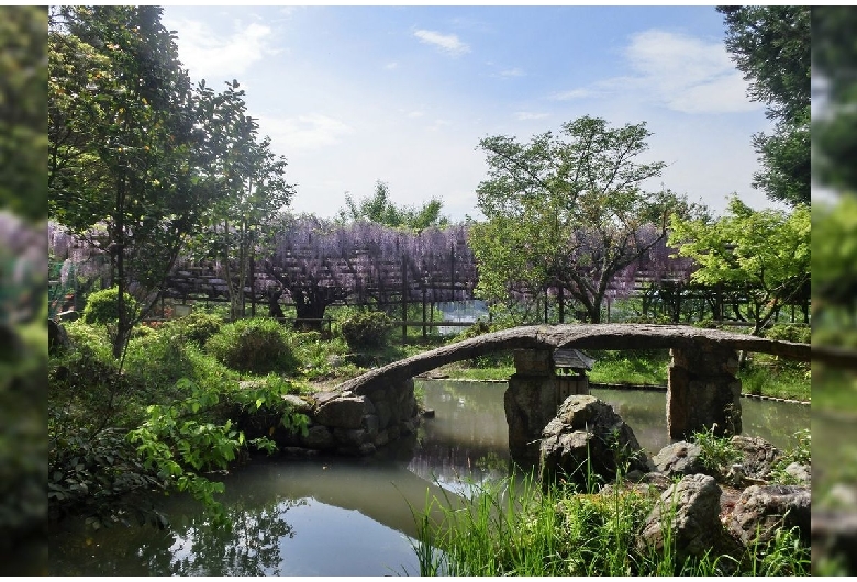 正法寺（藤の寺）