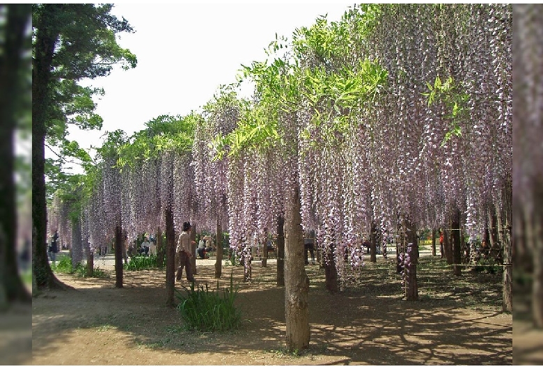 藤花園（牛島の藤）