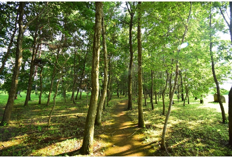 多々良沼公園