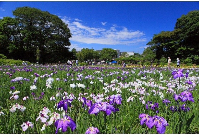 横須賀しょうぶ園