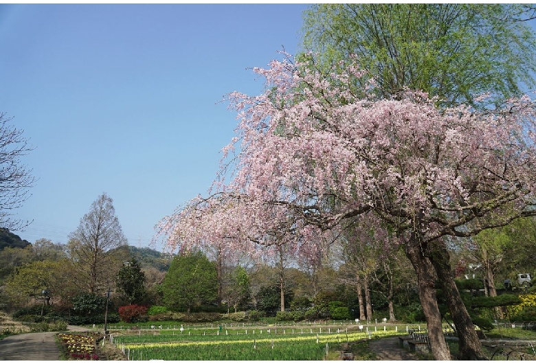 横須賀しょうぶ園