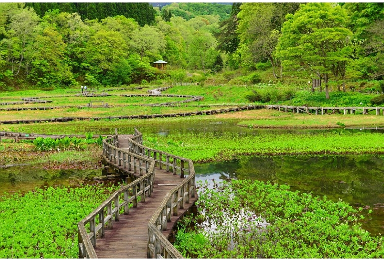 たきがしら湿原