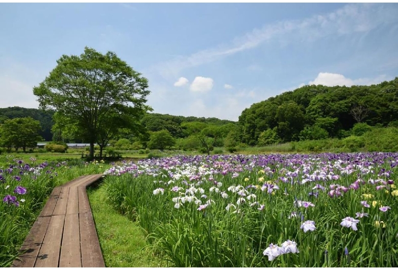 上三依水生植物園