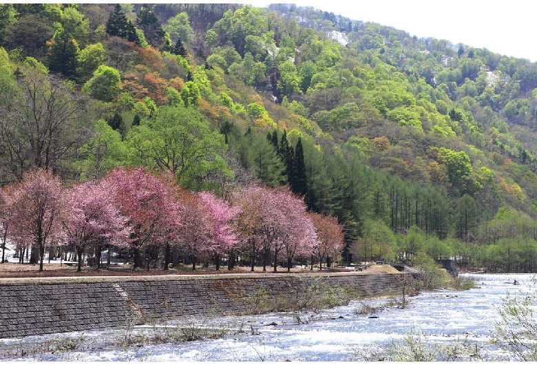 ミニ尾瀬公園