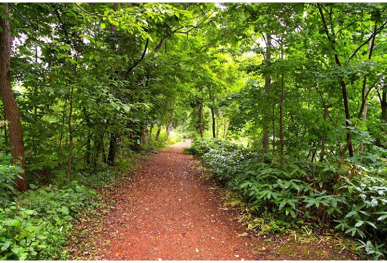 北海道大学植物園