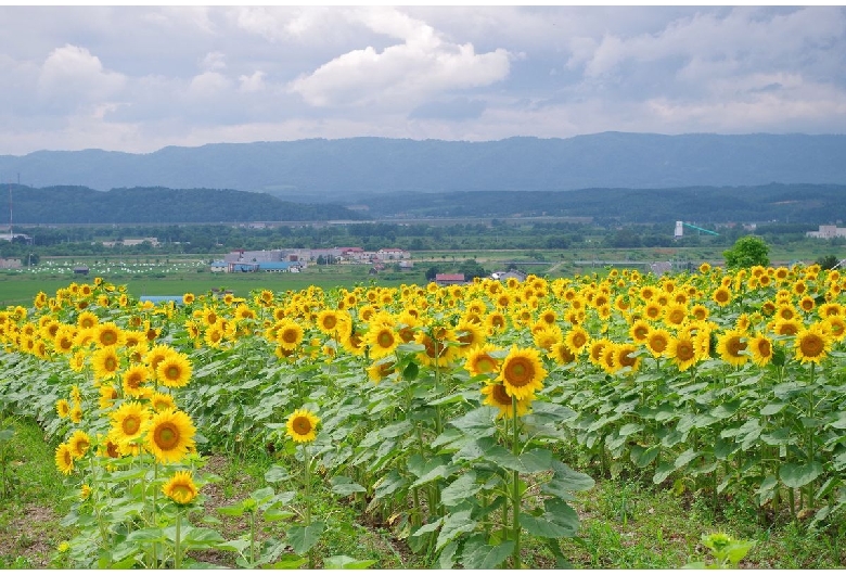 北海道立サンピラーパーク