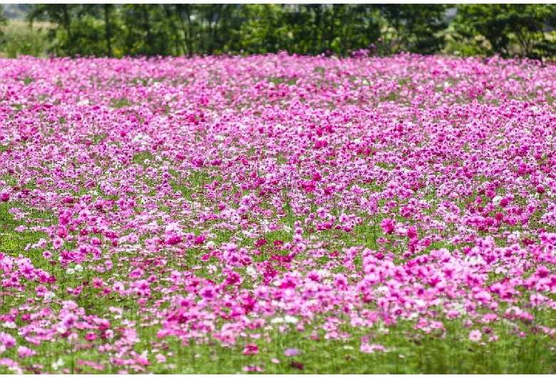 ひまわりの丘公園