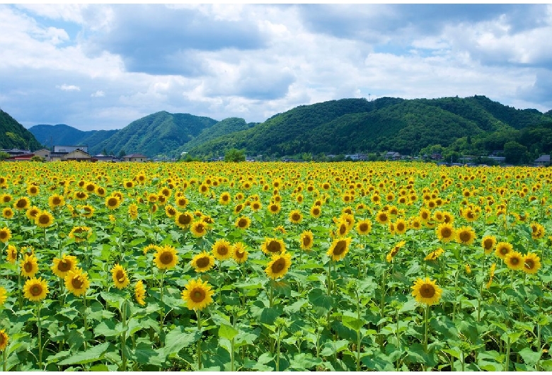 佐用町南光ひまわり畑