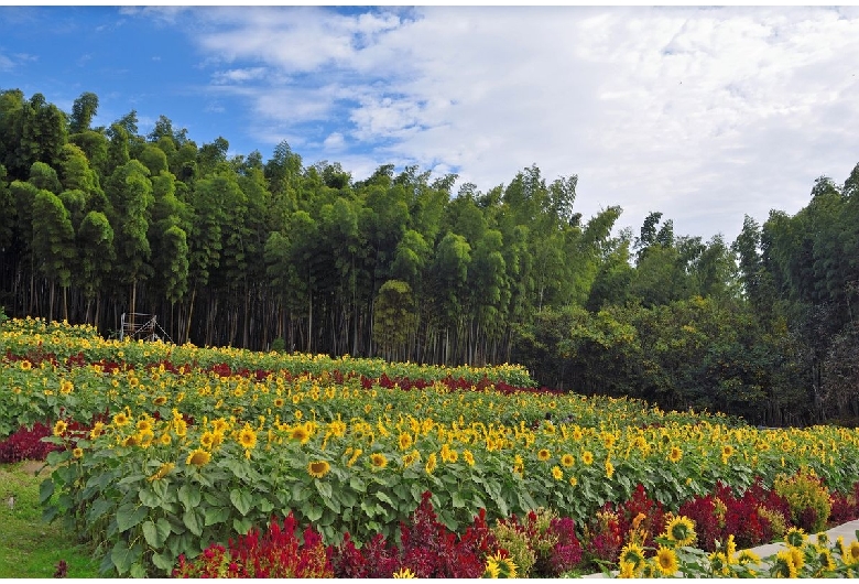 山田ひまわり園