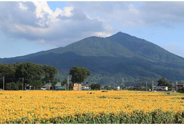 明野ひまわりの里