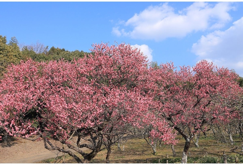 山田池公園