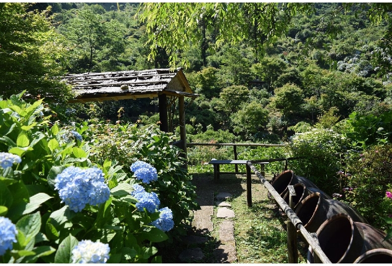 東雲の里あじさい園