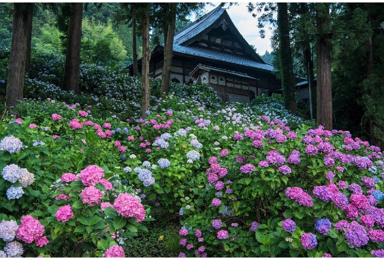 妙法寺