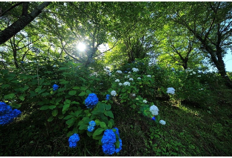 うつぶな公園