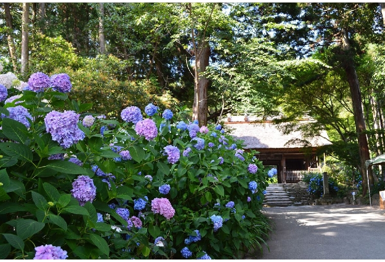 東大寺別院阿弥陀寺