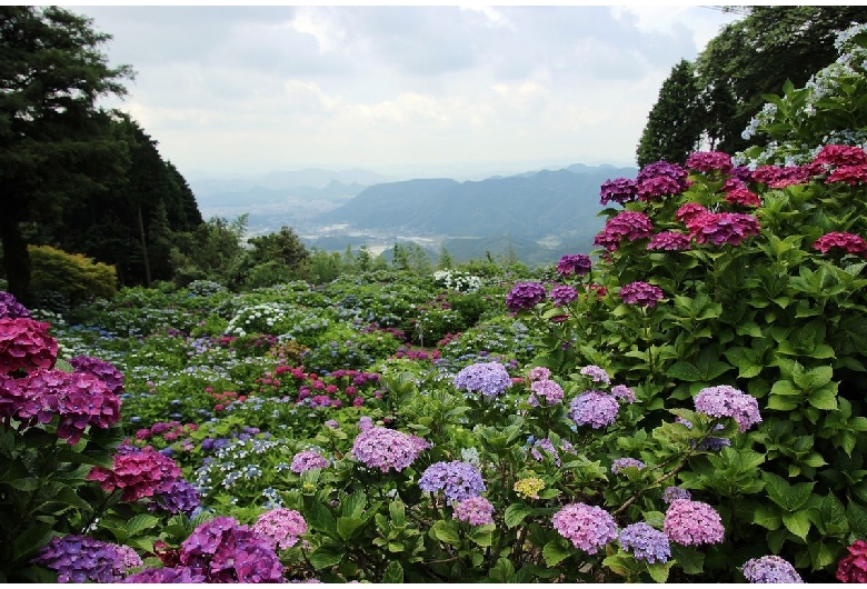 大聖寺