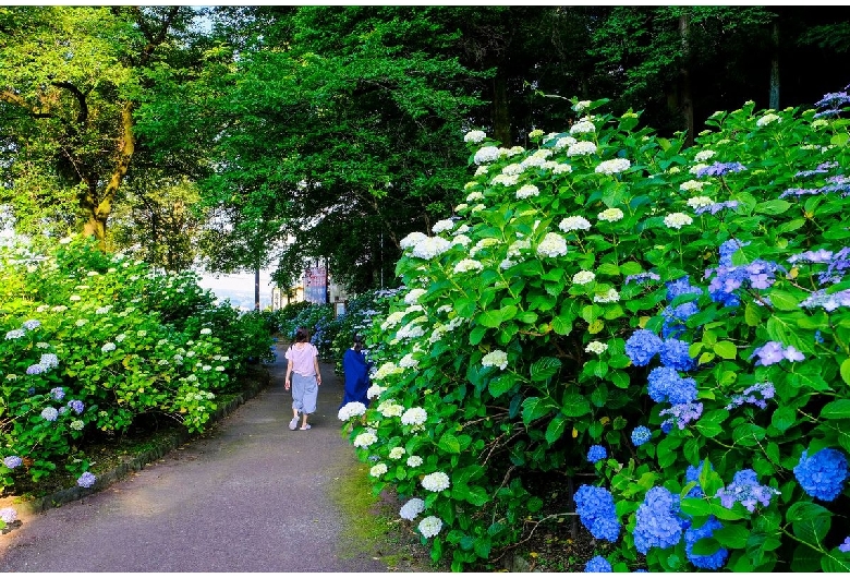 小野池あじさい公園