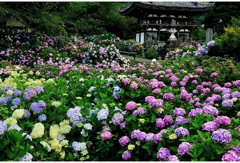 丹州観音寺