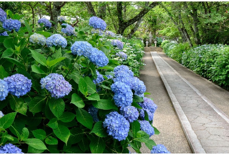 長法寺