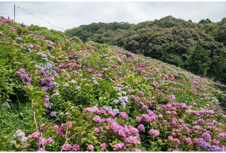 形原温泉あじさいの里