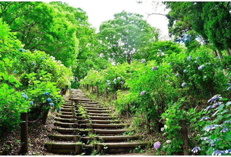 護摩堂山あじさい園