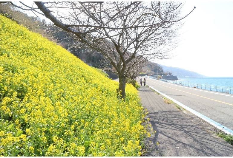 閏住の菜の花畑