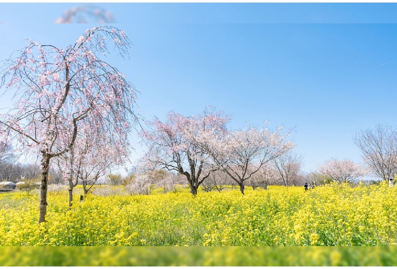 京都かめおかの菜の花畑