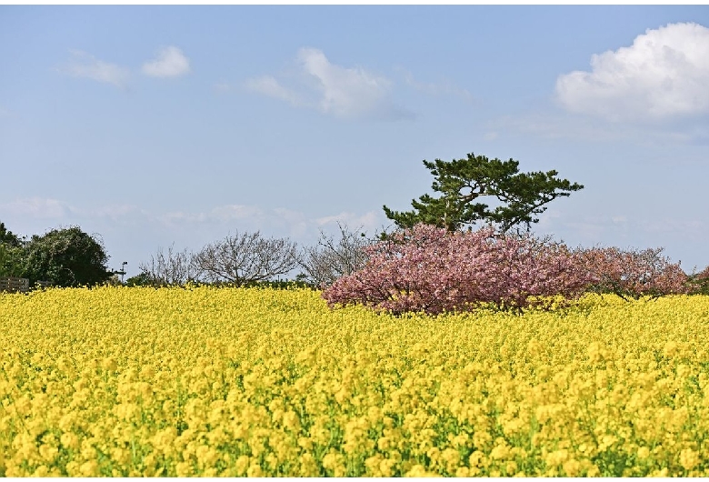 伊良湖菜の花ガーデン