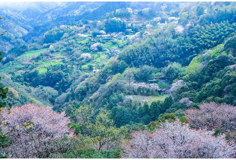 翠波高原