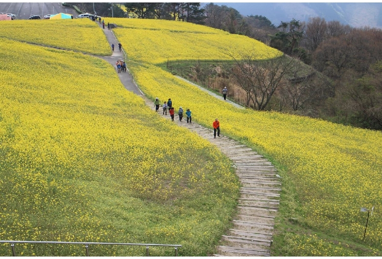 翠波高原