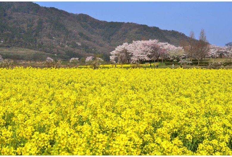 角田市 菜の花畑