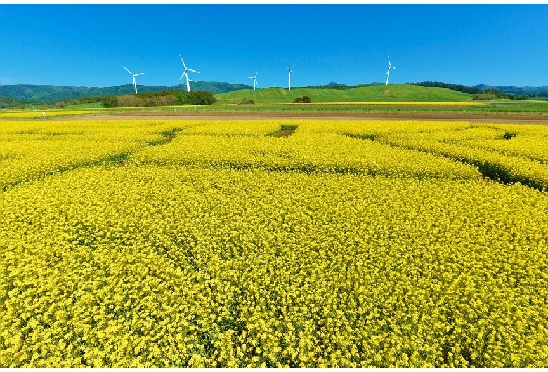 横浜町 菜の花畑