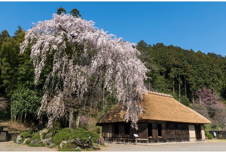 高麗家住宅