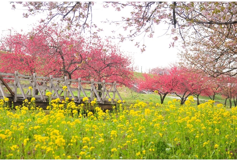 千曲川河川敷の桃の花