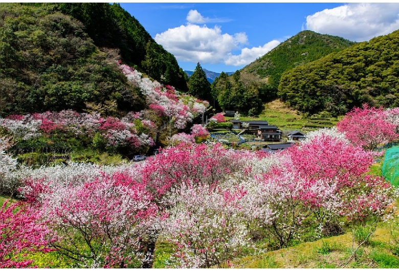 上久喜の花桃