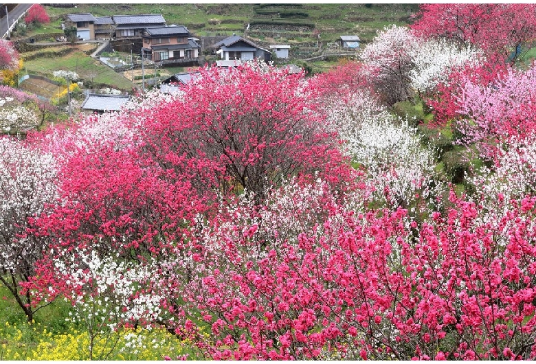 上久喜の花桃