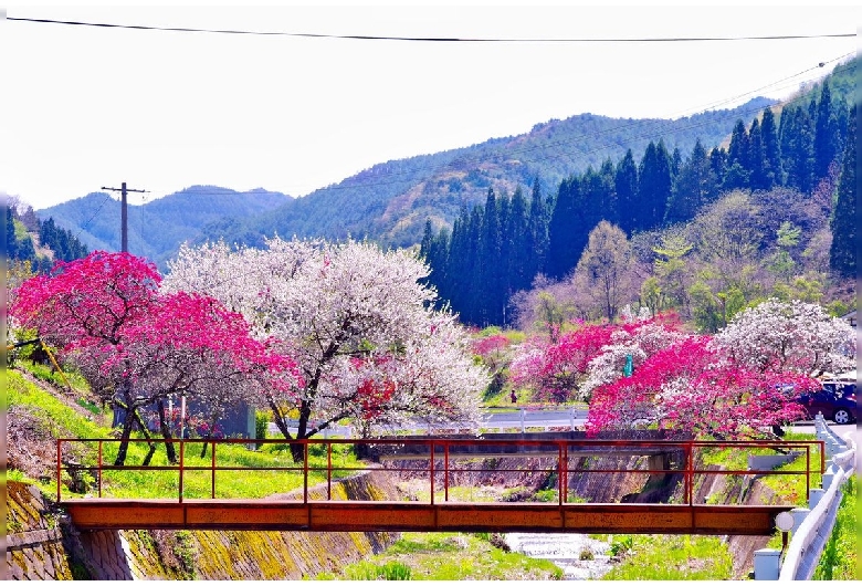 余里の一里花桃