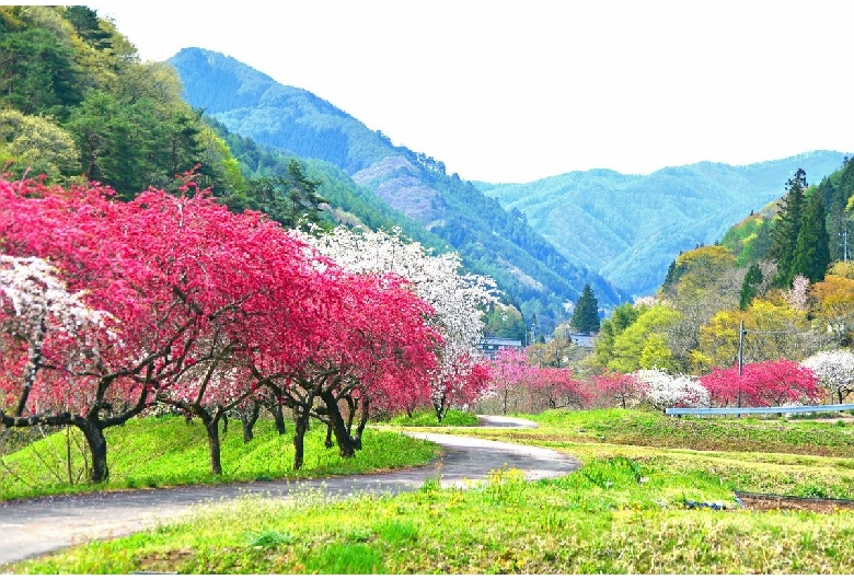 余里の一里花桃