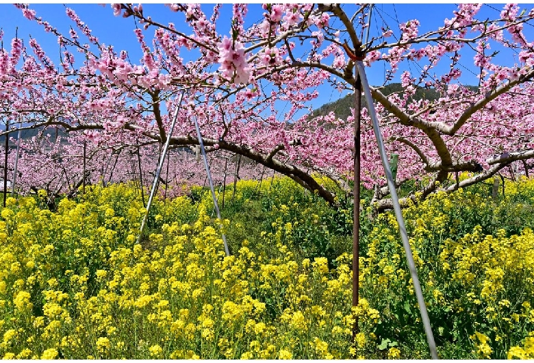 塩山桃源郷