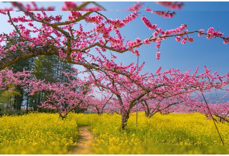 御坂町の桃の花