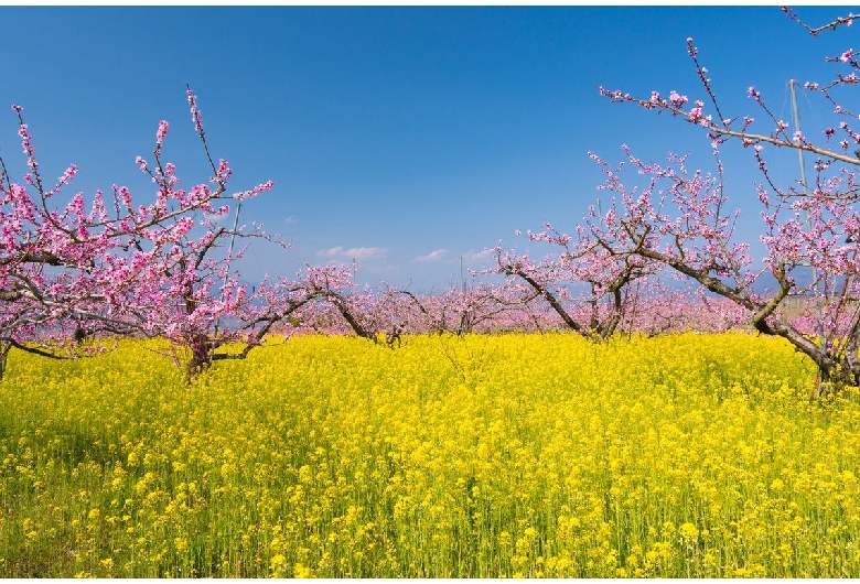 御坂町の桃の花