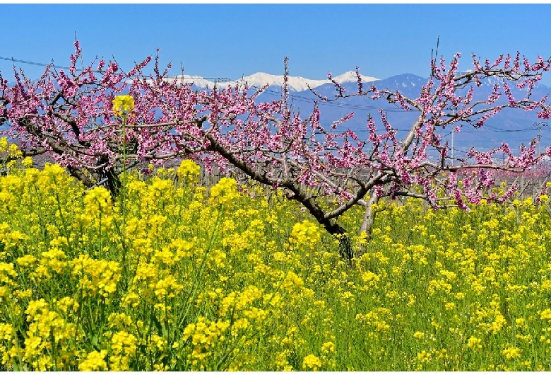 一宮町の桃の花