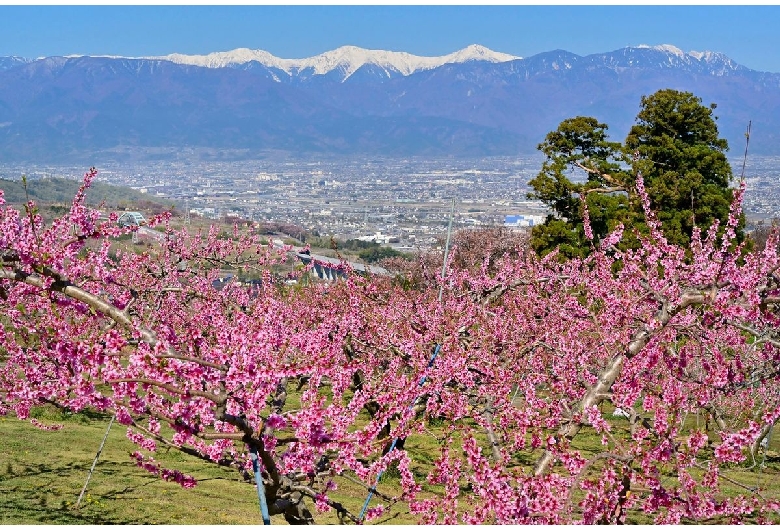 一宮町の桃の花