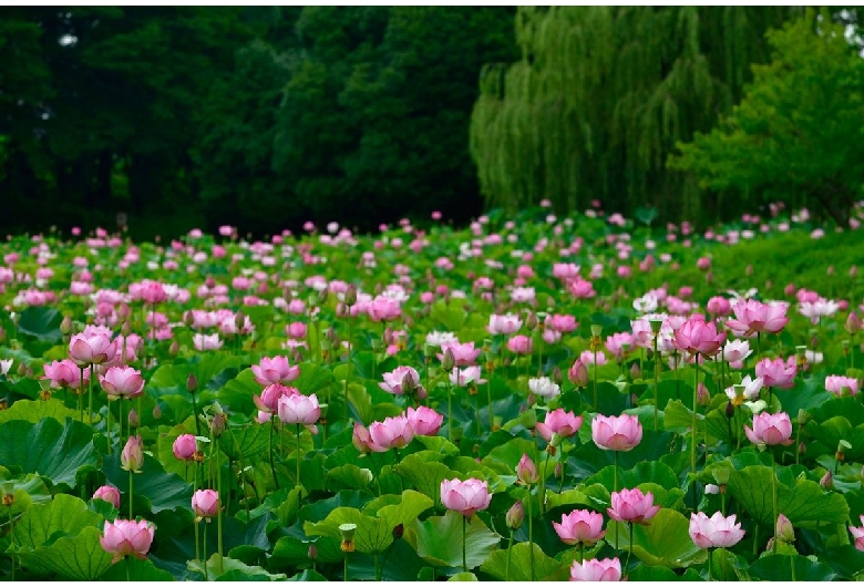 古河公方公園（古河総合公園）