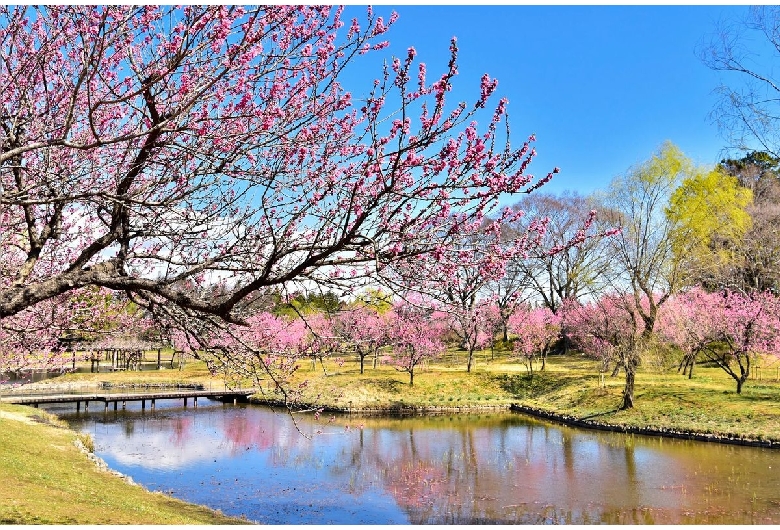 古河公方公園（古河総合公園）